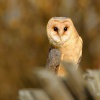 Sova palena - Tyto alba - Barn Owl WS 0084